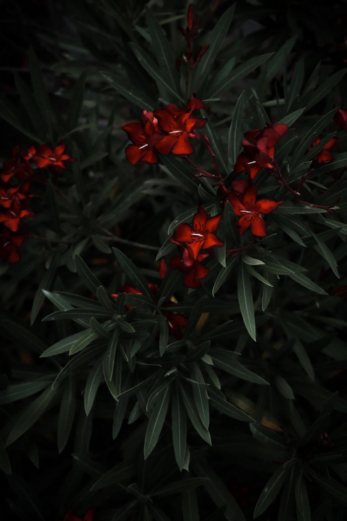 Vivid red flowers contrasted against dark green leaves create a dramatic botanical scene.
