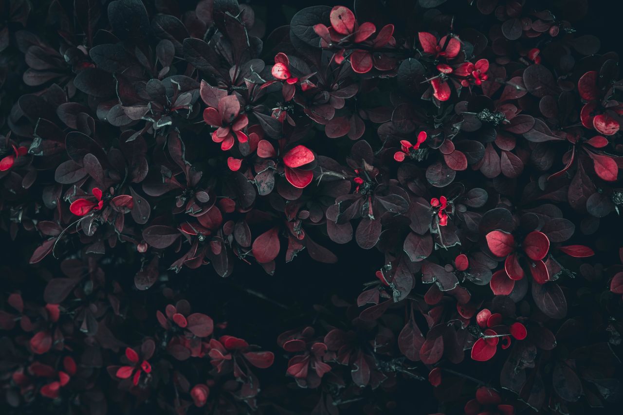 Dark red barberry bush close-up with vibrant leaves showcasing natural beauty and botanical textures.