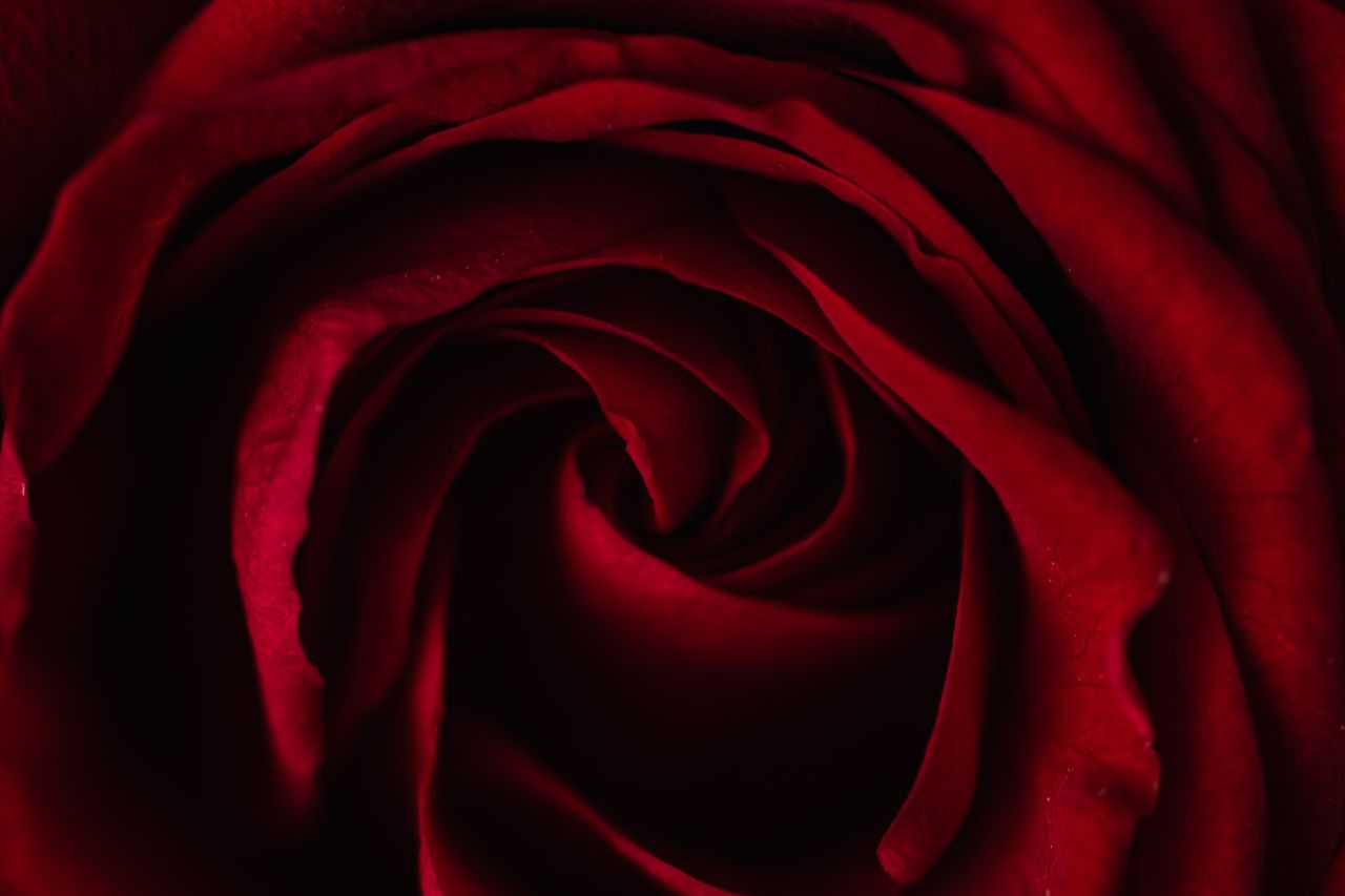From above macro shot of beautiful rose with delicate dark red petals