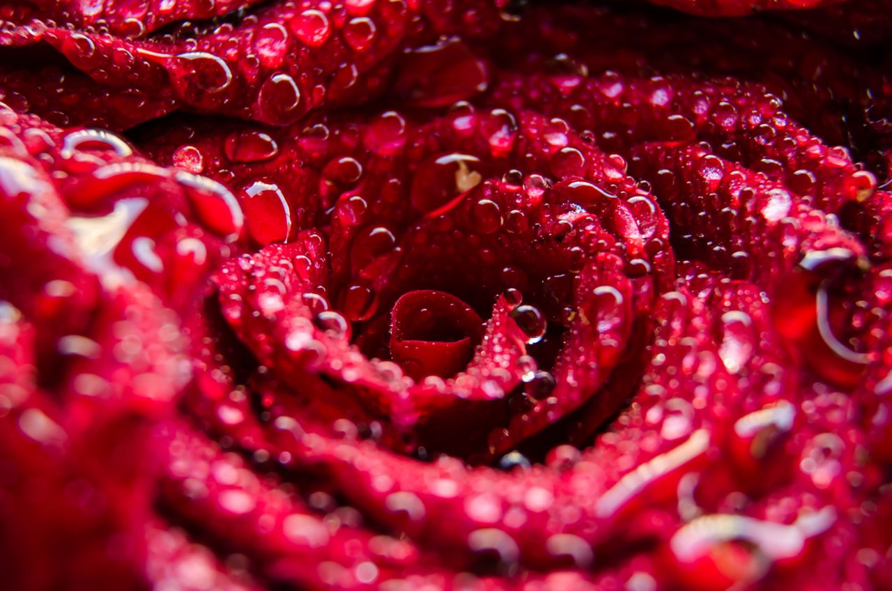 Detailed macro shot of a red rose with dew droplets, showcasing beauty and freshness.